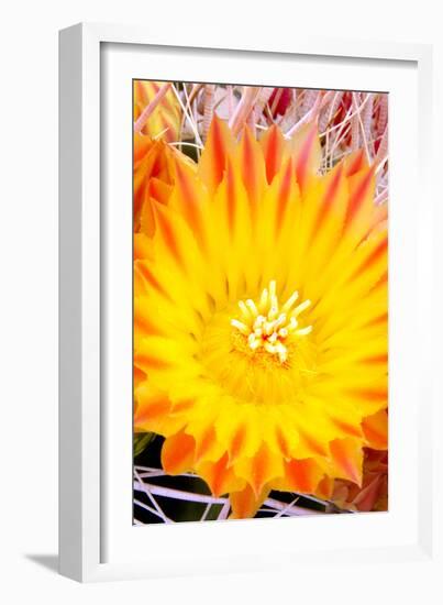 Cactus Flower V-Douglas Taylor-Framed Photographic Print