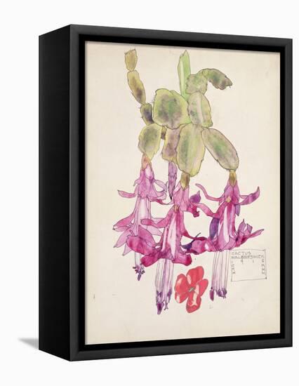 Cactus Flower-Charles Rennie Mackintosh-Framed Premier Image Canvas