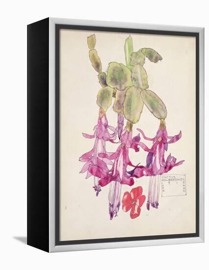 Cactus Flower-Charles Rennie Mackintosh-Framed Premier Image Canvas