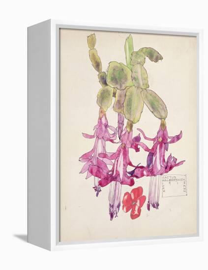 Cactus Flower-Charles Rennie Mackintosh-Framed Premier Image Canvas