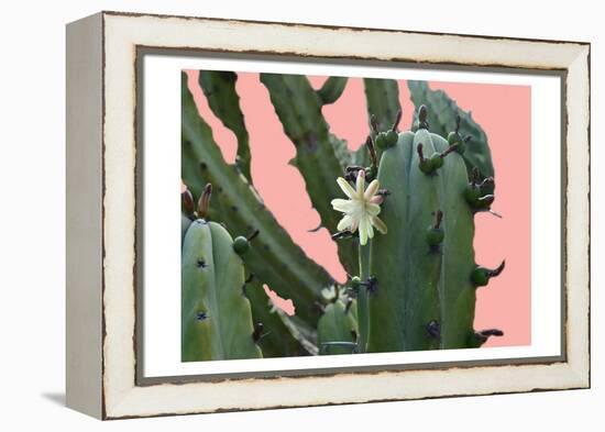 Cactus Flower-Sheldon Lewis-Framed Stretched Canvas