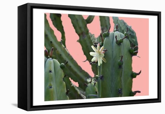 Cactus Flower-Sheldon Lewis-Framed Stretched Canvas