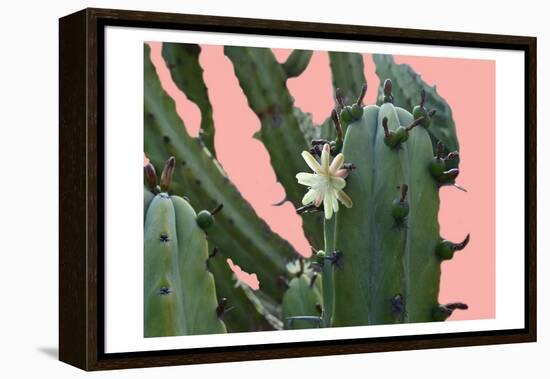 Cactus Flower-Sheldon Lewis-Framed Stretched Canvas