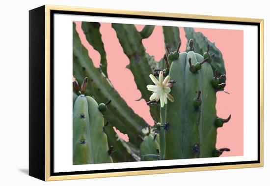 Cactus Flower-Sheldon Lewis-Framed Stretched Canvas