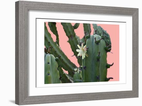 Cactus Flower-Sheldon Lewis-Framed Art Print