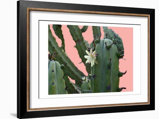 Cactus Flower-Sheldon Lewis-Framed Art Print