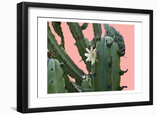 Cactus Flower-Sheldon Lewis-Framed Art Print