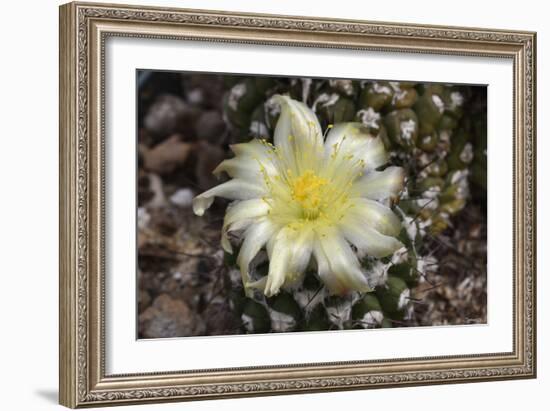 Cactus Flowers 1007-Gordon Semmens-Framed Photographic Print