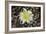 Cactus Flowers 1007-Gordon Semmens-Framed Photographic Print