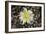 Cactus Flowers 1007-Gordon Semmens-Framed Photographic Print