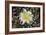 Cactus Flowers 1007-Gordon Semmens-Framed Photographic Print