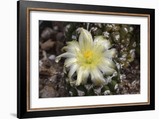 Cactus Flowers 1007-Gordon Semmens-Framed Photographic Print