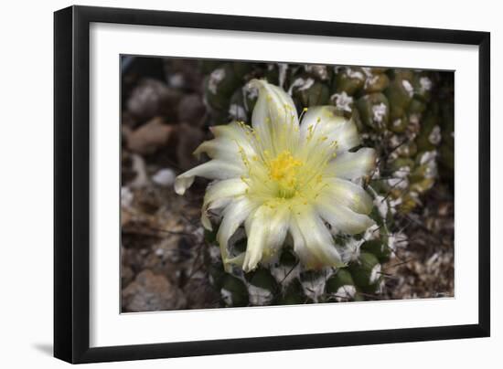 Cactus Flowers 1007-Gordon Semmens-Framed Photographic Print