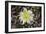 Cactus Flowers 1007-Gordon Semmens-Framed Photographic Print