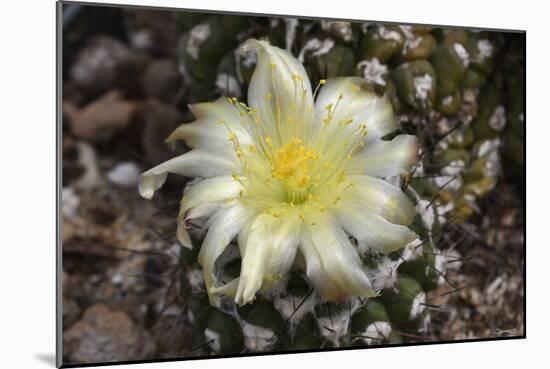 Cactus Flowers 1007-Gordon Semmens-Mounted Photographic Print