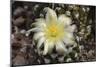 Cactus Flowers 1007-Gordon Semmens-Mounted Photographic Print