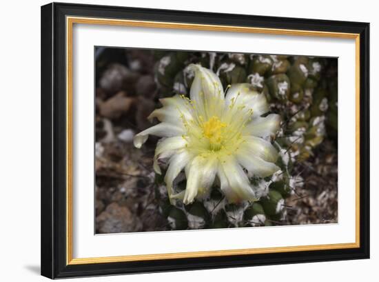 Cactus Flowers 1007-Gordon Semmens-Framed Photographic Print