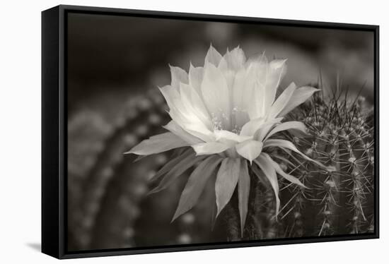 Cactus Flowers-1010-B&W-Gordon Semmens-Framed Stretched Canvas