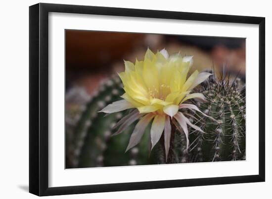 Cactus Flowers 1010-Gordon Semmens-Framed Photographic Print