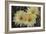 Cactus Flowers 1016-Gordon Semmens-Framed Photographic Print