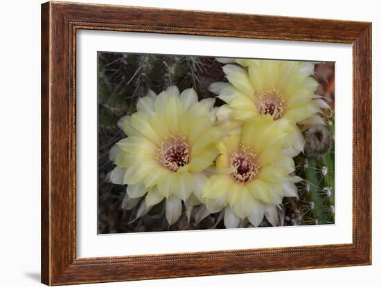 Cactus Flowers 1016-Gordon Semmens-Framed Photographic Print