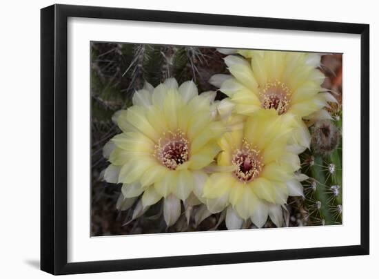Cactus Flowers 1016-Gordon Semmens-Framed Photographic Print