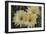 Cactus Flowers 1016-Gordon Semmens-Framed Photographic Print