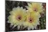 Cactus Flowers 1016-Gordon Semmens-Mounted Photographic Print