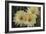 Cactus Flowers 1016-Gordon Semmens-Framed Photographic Print