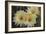 Cactus Flowers 1016-Gordon Semmens-Framed Photographic Print