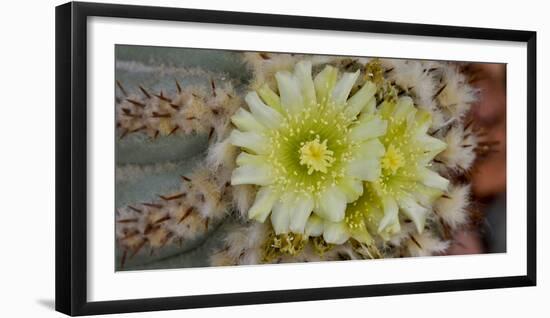 Cactus Flowers 1019-Gordon Semmens-Framed Photographic Print