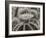 Cactus Flowers-1036-B&W-Gordon Semmens-Framed Photographic Print