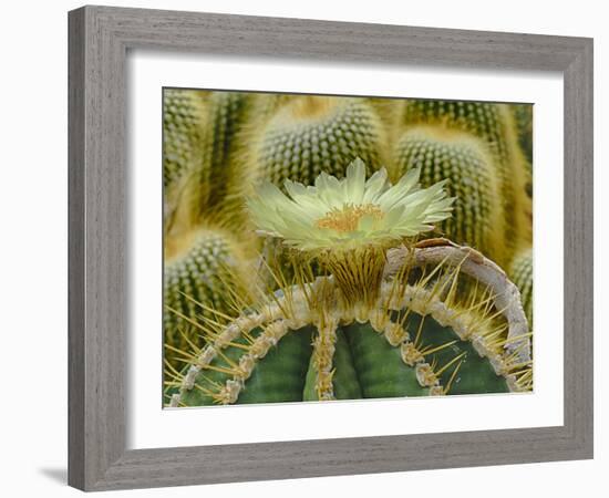 Cactus Flowers 1036-Gordon Semmens-Framed Photographic Print