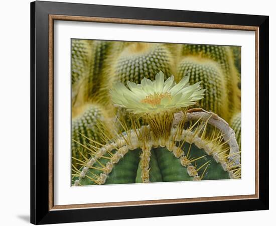 Cactus Flowers 1036-Gordon Semmens-Framed Photographic Print
