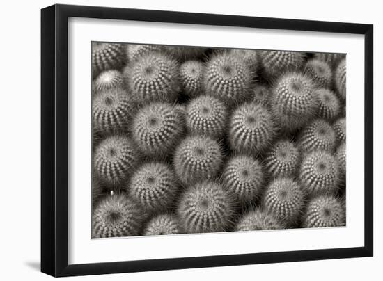 Cactus Flowers-1040-B&W-Gordon Semmens-Framed Photographic Print