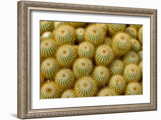 Cactus Flowers 1040-Gordon Semmens-Framed Photographic Print