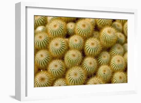 Cactus Flowers 1040-Gordon Semmens-Framed Photographic Print