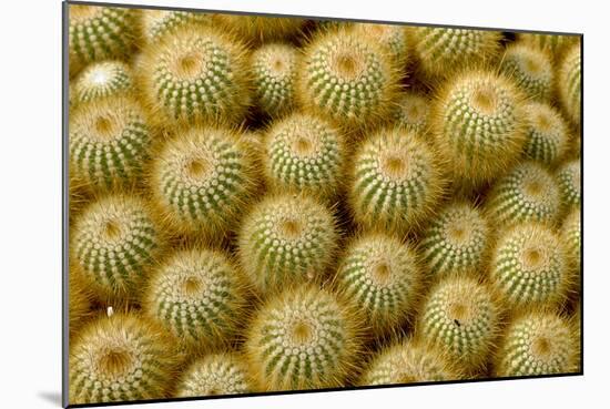 Cactus Flowers 1040-Gordon Semmens-Mounted Photographic Print