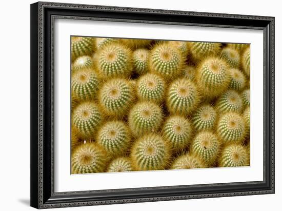 Cactus Flowers 1040-Gordon Semmens-Framed Photographic Print