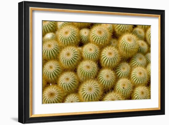 Cactus Flowers 1040-Gordon Semmens-Framed Photographic Print