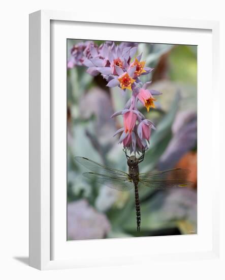 Cactus Flowers 1046-Gordon Semmens-Framed Photographic Print