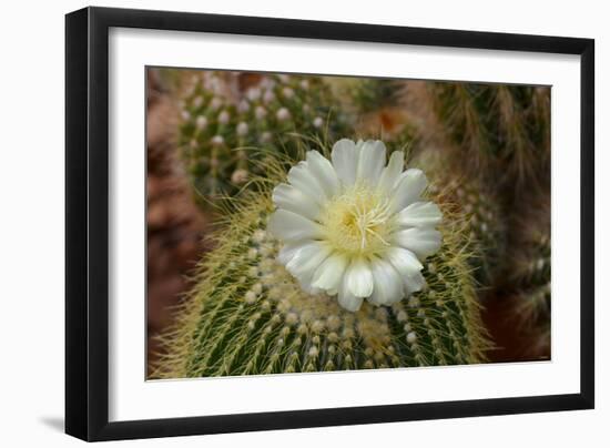 Cactus Fowers 1039-Gordon Semmens-Framed Photographic Print