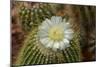 Cactus Fowers 1039-Gordon Semmens-Mounted Photographic Print
