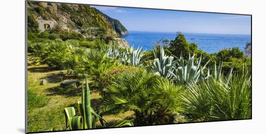 Cactus garden along the Via dell'Amore, Riomaggiore, Cinque Terre, Liguria, Italy-Russ Bishop-Mounted Photographic Print