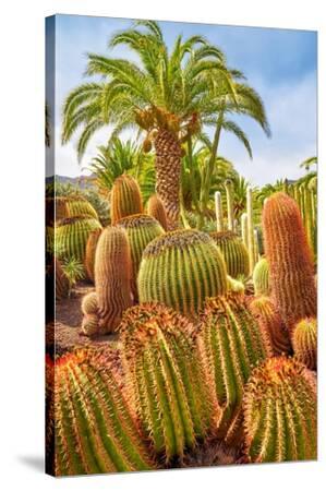 Cactus Garden, Gran Canaria, Spain - Canvas Print Wall Art, 24x36