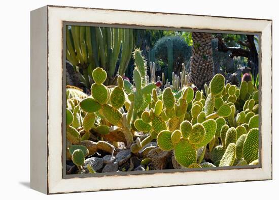 Cactus Garden-Oleg Znamenskiy-Framed Premier Image Canvas