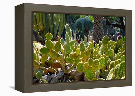 Cactus Garden-Oleg Znamenskiy-Framed Premier Image Canvas