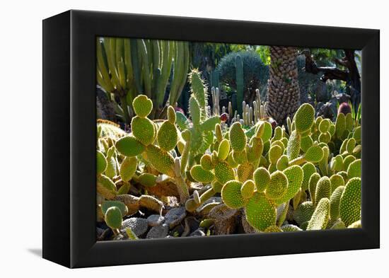 Cactus Garden-Oleg Znamenskiy-Framed Premier Image Canvas