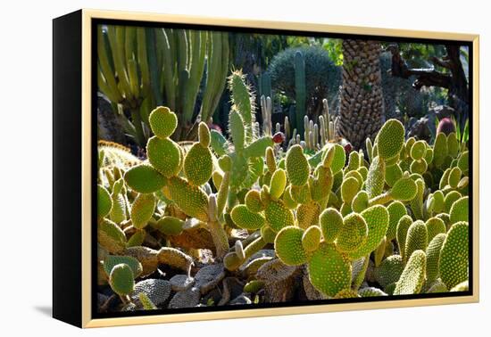 Cactus Garden-Oleg Znamenskiy-Framed Premier Image Canvas