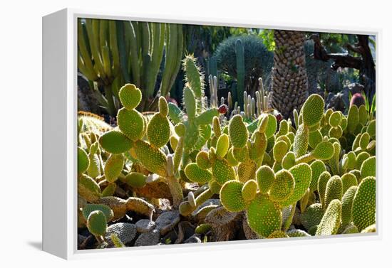 Cactus Garden-Oleg Znamenskiy-Framed Premier Image Canvas